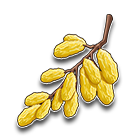 串串葡萄干 缩略图