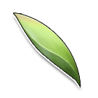 香米粽叶 缩略图