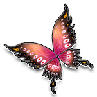 凤羽蝶翅 缩略图
