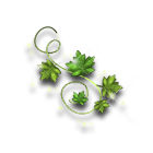 常青藤叶 缩略图