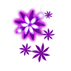 紫色之恋前景 缩略图