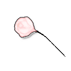 白色玫瑰 缩略图