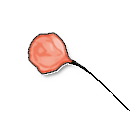 粉色玫瑰 缩略图